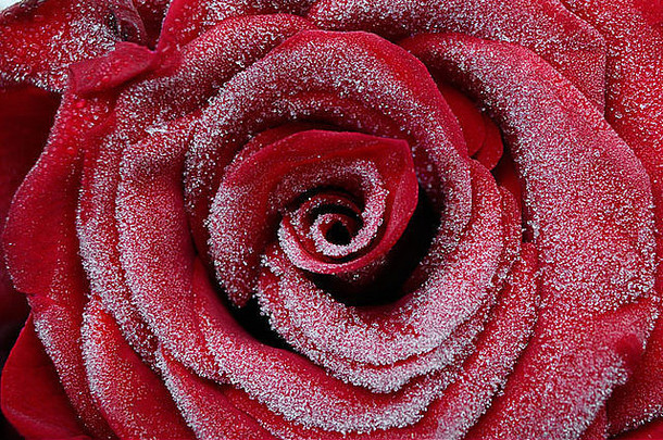 宏红色的玫瑰心花瓣冻水