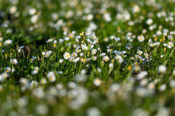 自然小黛西花朵草场镜头模糊效果合适的自然户外花主题