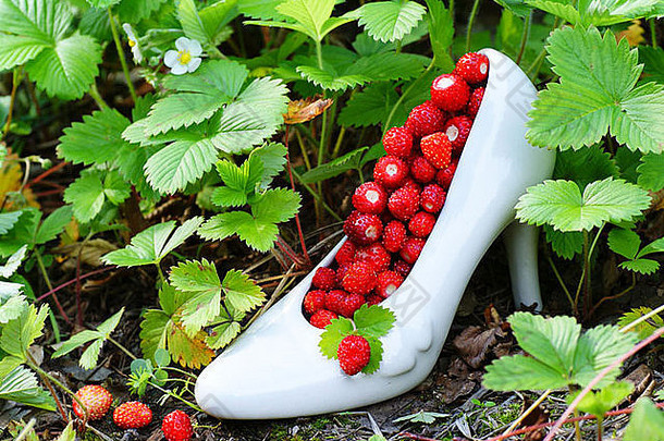 野生草莓站鞋瓷土壤