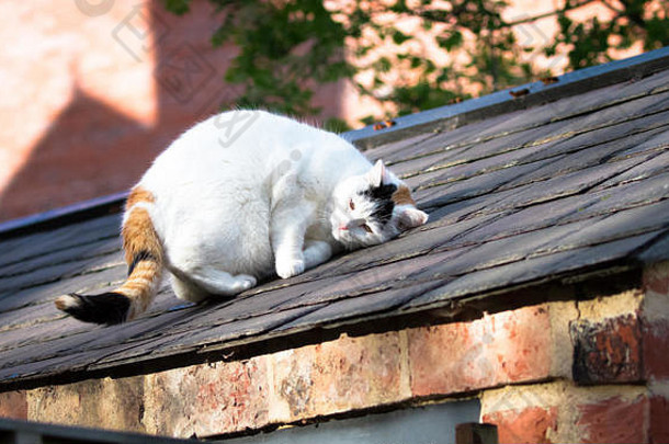 大白色房子猫放松阳光按摩脸屋顶什鲁斯伯里萨罗普羊英格兰