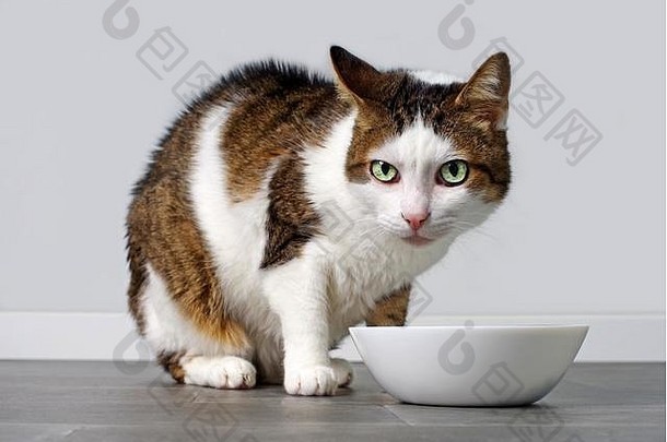 虎斑猫食物碗等待食物