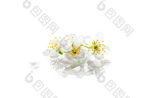 盛开的美丽的白色花孤立的