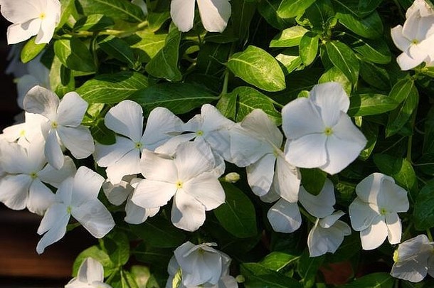 独特的照片显示美丽的灌木完整的白色茉莉花花绿色叶子图片泰国