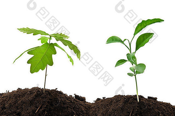 年轻的绿色植物日益增长的土壤