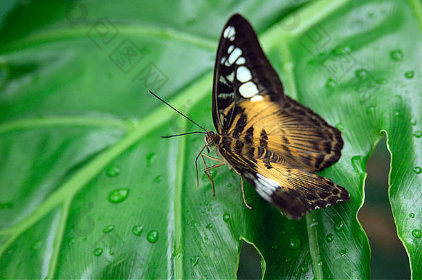 热带异国情调的亚洲限幅器蝴蝶parthenos西尔维娅坐着绿色叶