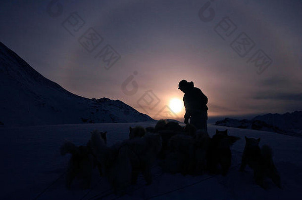 爱斯基摩人雪橇狗格陵兰岛