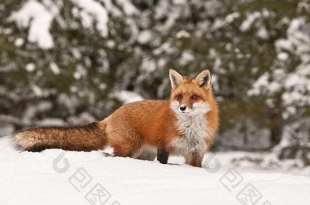 红色的狐狸雪