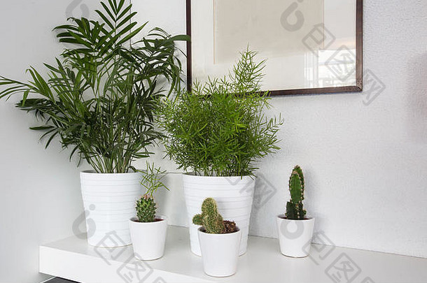 室内植物白色锅白色背景生活房间装饰现代设计