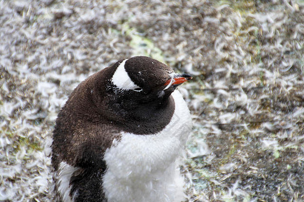 Gentoo企鹅Pygoscelis巴布亚南极半岛