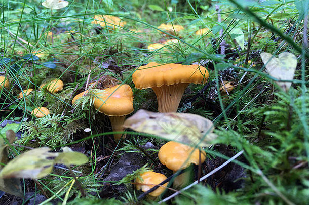 关闭黄色的chanterelles坎塔雷勒斯西巴里乌斯<strong>森林图片</strong>北瑞典