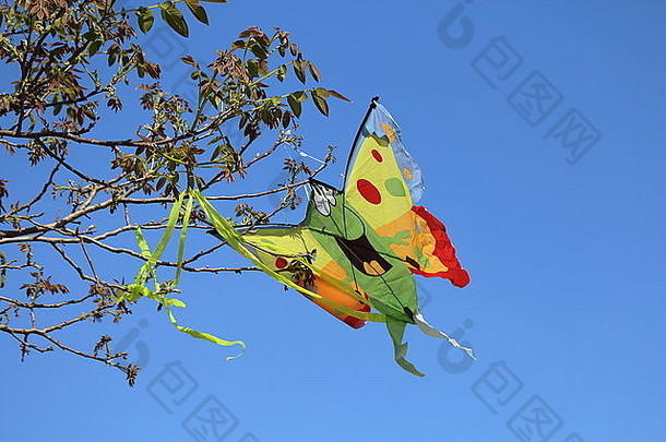 色彩斑斓的风筝吹风卡住了树
