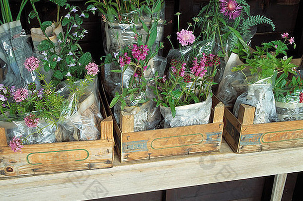 植物出售木盒子赫特顿房子花园