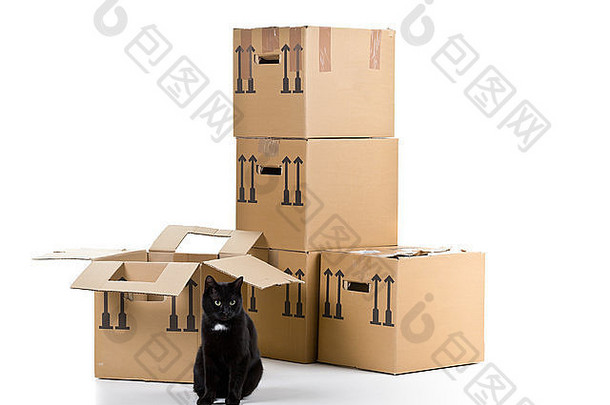 黑色的猫堆放移动纸箱盒子白色背景