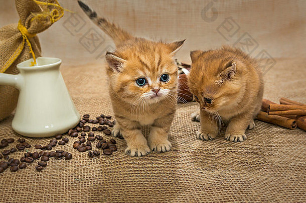 小猫咖啡