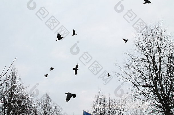 黑色的城市乌鸦免费的飞苍白的冬天天空冠只树