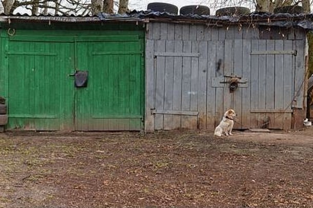 小白色孤独的狗坐农村木流车库全景景观冬天户外omages
