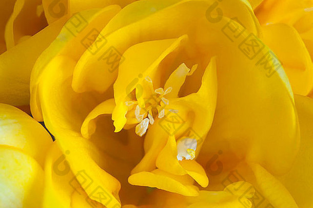 宏照片盛开的黄色的小苍兰闪亮的花瓣