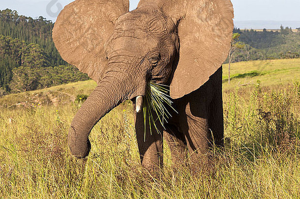 年轻的大象克尼斯纳南非洲