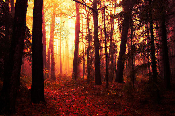 图像神秘的令人毛骨悚然的森林
