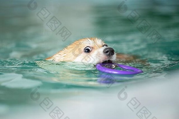狗游泳池玩具