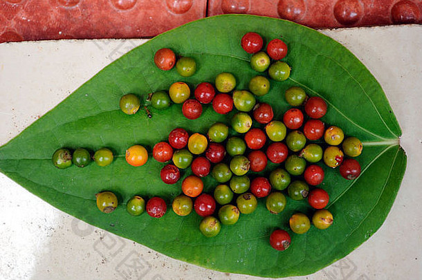 红色的绿色胡椒胡椒叶完全成熟的胡椒黑色的胡椒处理黑色的黄金风笛手nigrum