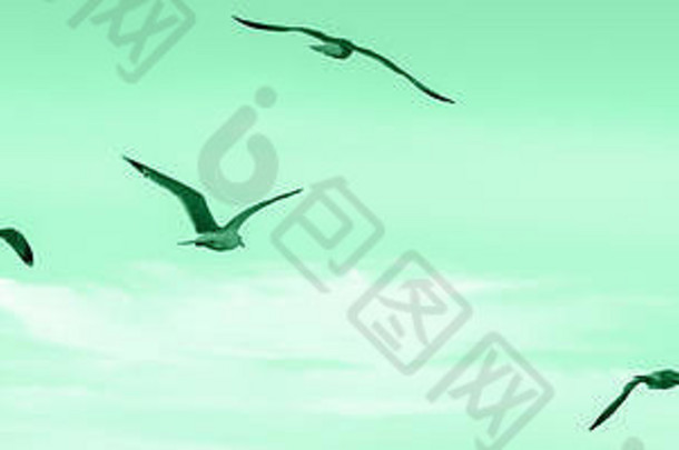 大集团群海鸥鸟海湖水飞行天空网络横幅头网站Copyspace健美的赶时髦的人过滤器