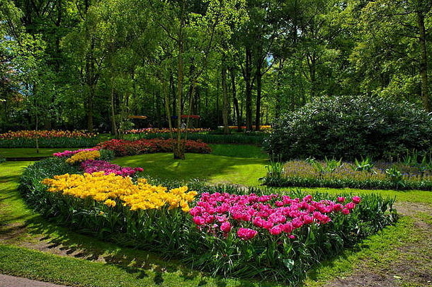 色彩斑斓的郁金香库肯霍夫公园丽丝荷兰