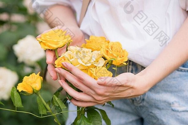 黄色的布什玫瑰手女孩背景开花花园盛开的玫瑰灌木农民argiculture场