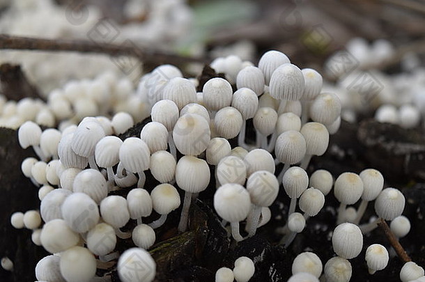 美丽的蘑菇照片自然背景
