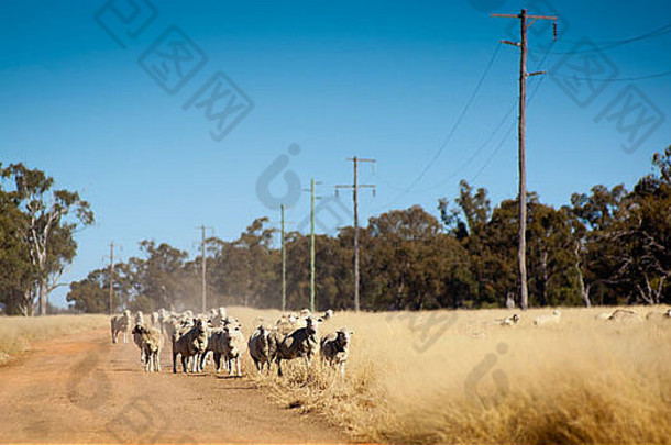 羊漫游大牧场农村澳大利亚