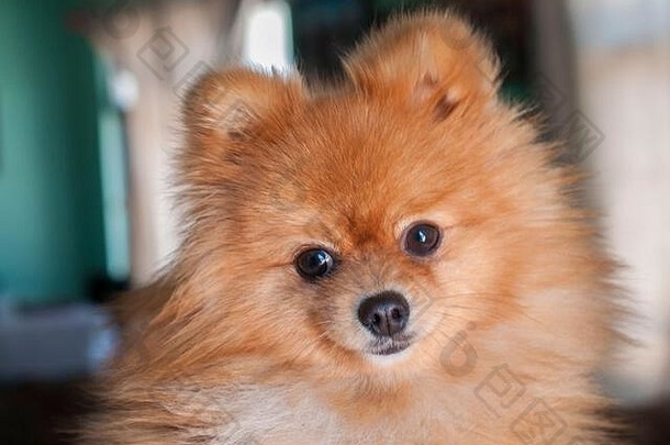 波美拉尼亚的狗摆姿势相机照片内部首页关闭摄影宠物家庭成员概念