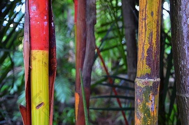 竹子森林背景多颜色明亮的红色的绿色橙色黄色的竹子植物竹子<strong>树</strong>木度假胜地普吉岛泰国亚洲