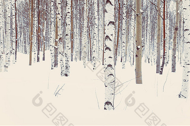 桦木阿斯彭公园森林冬天雪