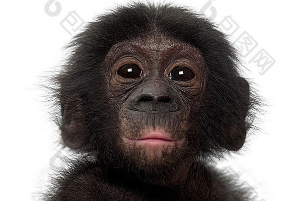 婴儿倭黑猩猩锅一个月白色背景