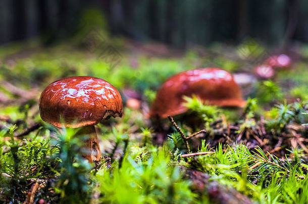 集团湿棕色（的）森林湾牛肝菌蘑菇莫斯草包围树秋天雨
