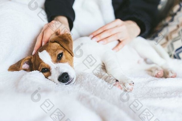 可爱的小狗杰克罗素梗铺设白色毯子肖像狗