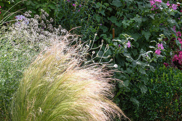 颜色户外自然图像花园盛开的花草坪上芙蓉婴儿的呼吸明亮的阳光明媚的夏天一天