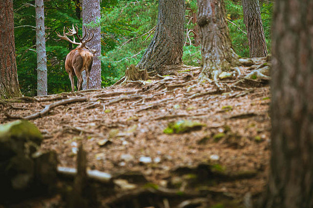 big-horned鹿吃和平树森林前景树干根树