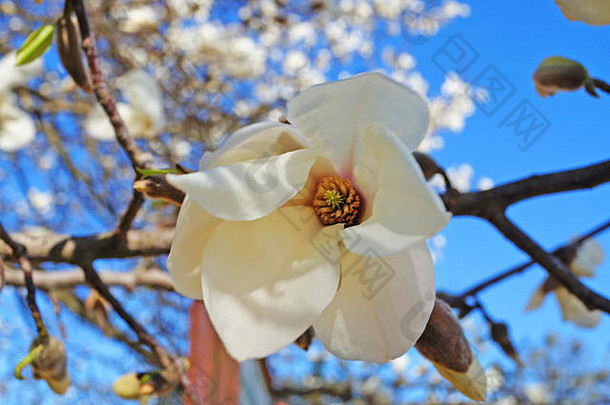 木兰味蕾花白色花瓣树分支蓝色的天空