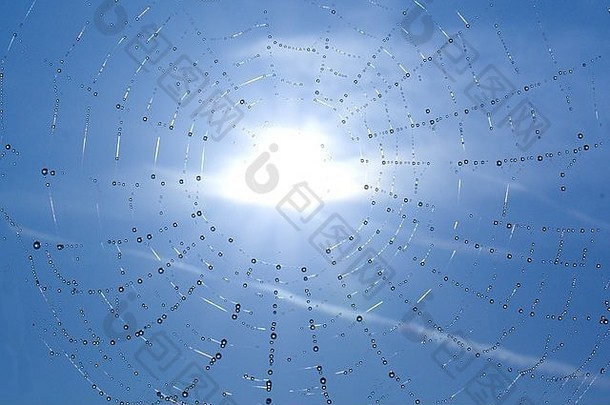 珠子露水蜘蛛网络蓝色的天空背景