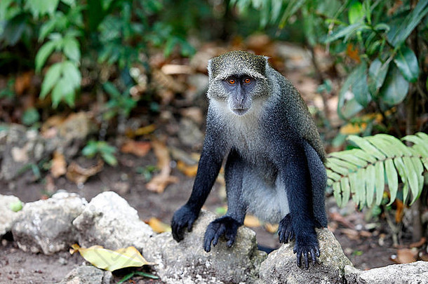 野生猴子脸丛林野生动物绿色背景桑给巴尔坦桑尼亚