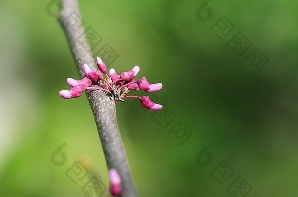东部紫荆属植物花味蕾春天