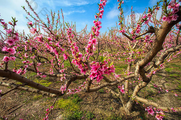 果园桃子树盛开春天平原委北部希腊
