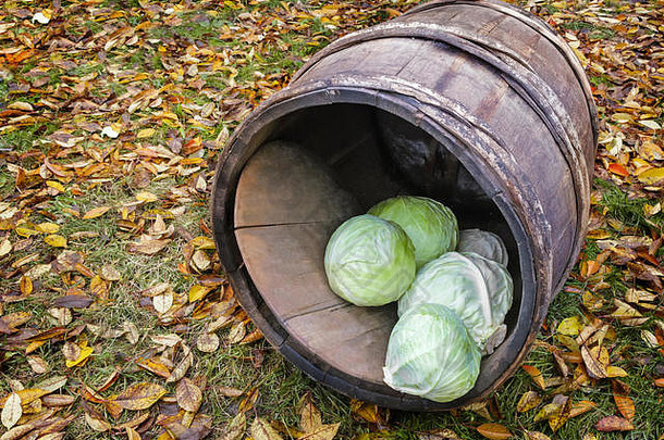 橡木桶卷心菜背景秋天叶子