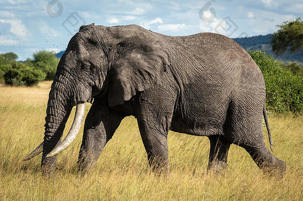 非洲布什大象走长草