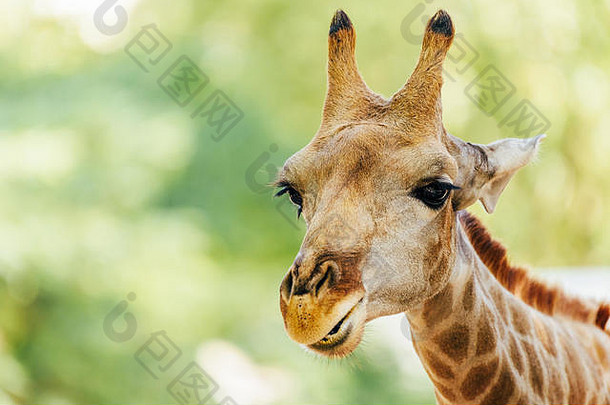 野生非洲长颈鹿肖像
