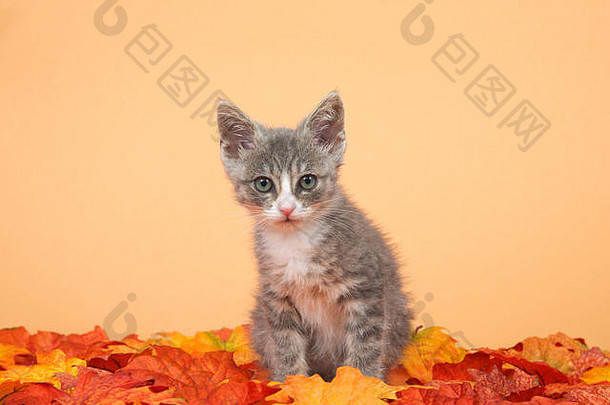 小虎斑小猫灰色的白色坐着橙色黄色的秋天秋天叶子橙色背景直接查看器头倾斜的