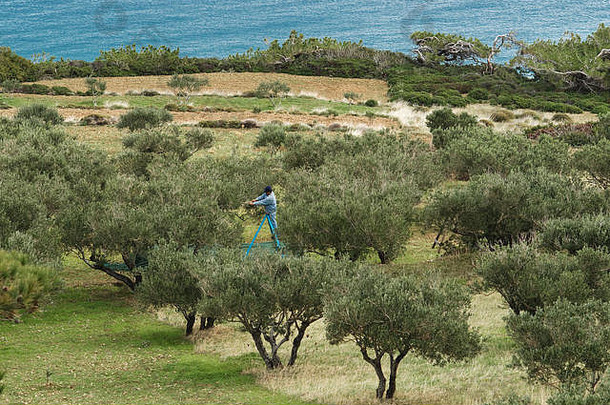 希腊爱琴海岛屿迪亚法尼小港包围橄榄树岛karpathos