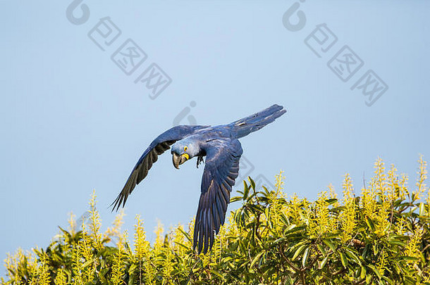风信子金刚鹦鹉飞行烛台树cuiaba河潘塔纳尔地区,大巴西南美国