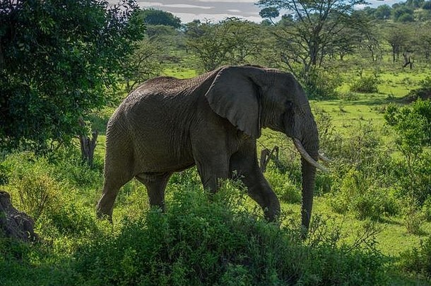 非洲大象走过去的灌木萨凡纳